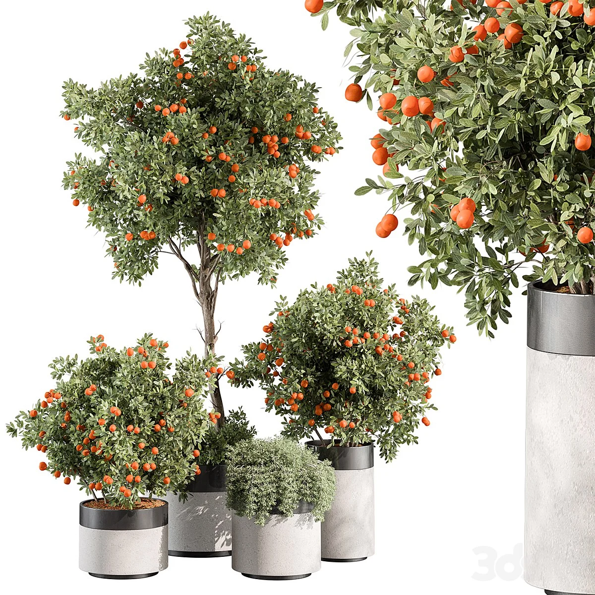 Outdoor Plant 513 - Orange Tree